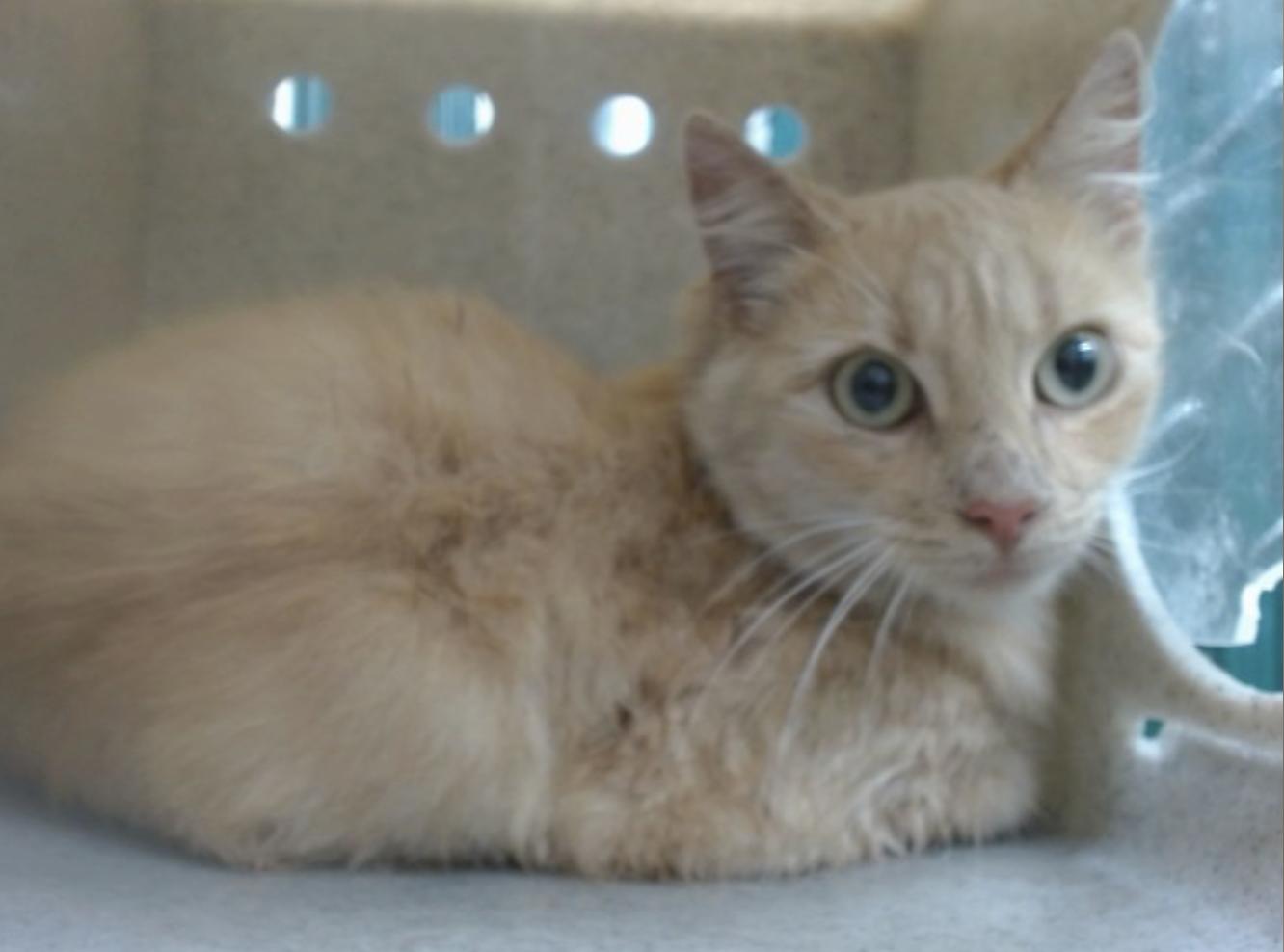 Nena, ADOPTABLE, Young Female Domestic Short Hair.