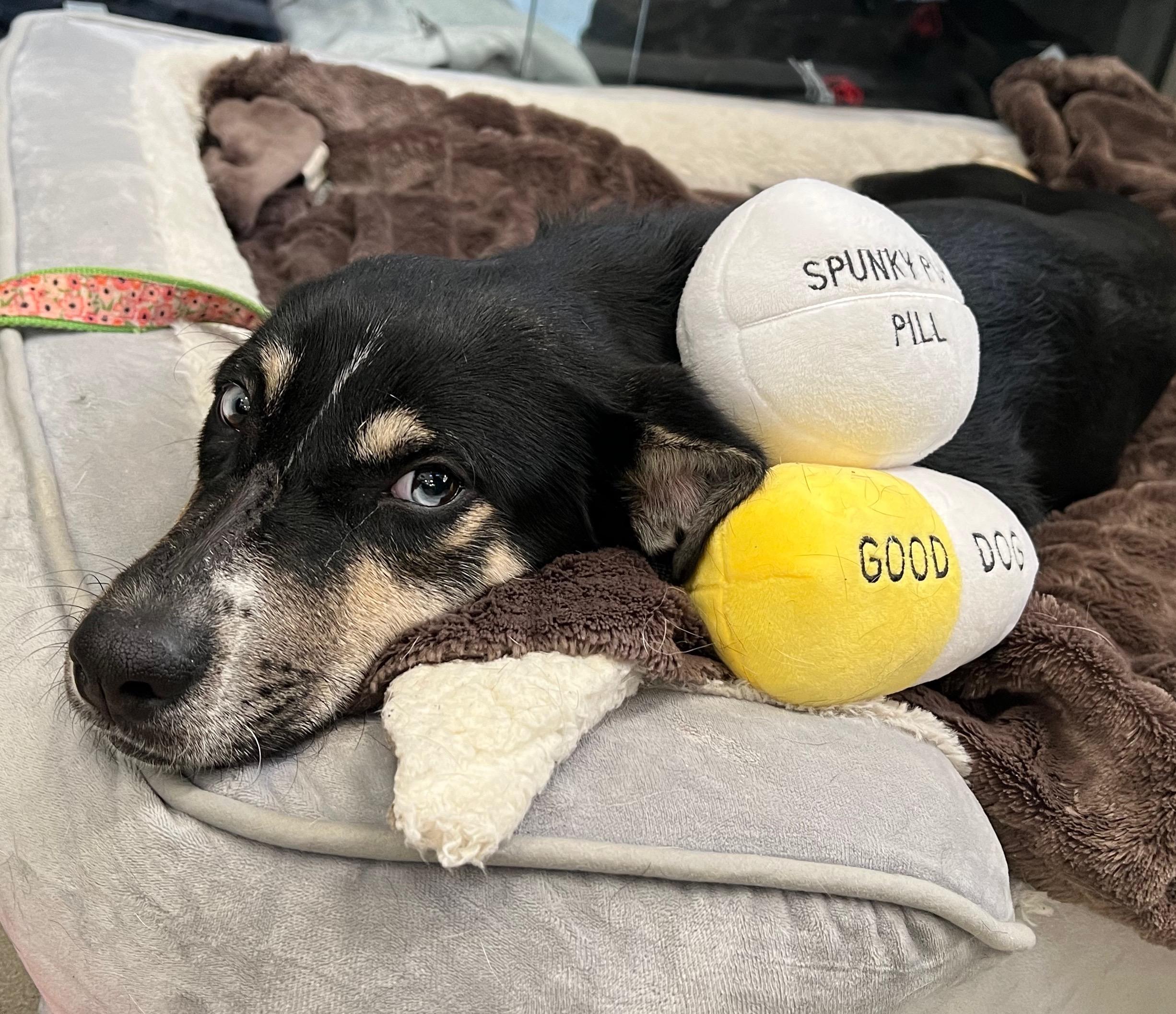 Iris, an adoptable mixed breed in New Rochelle, NY image 2/3