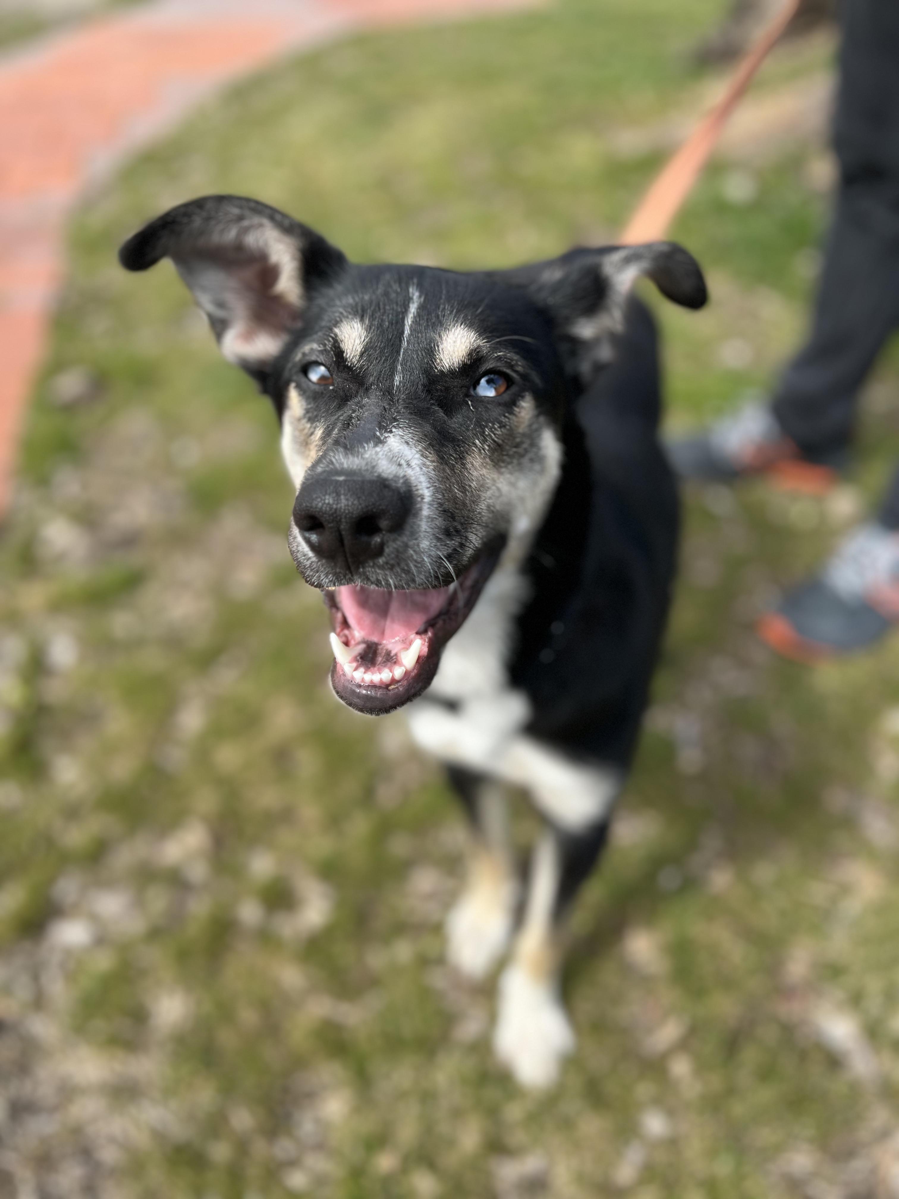 Iris, adoptable, Puppy Female Retriever.