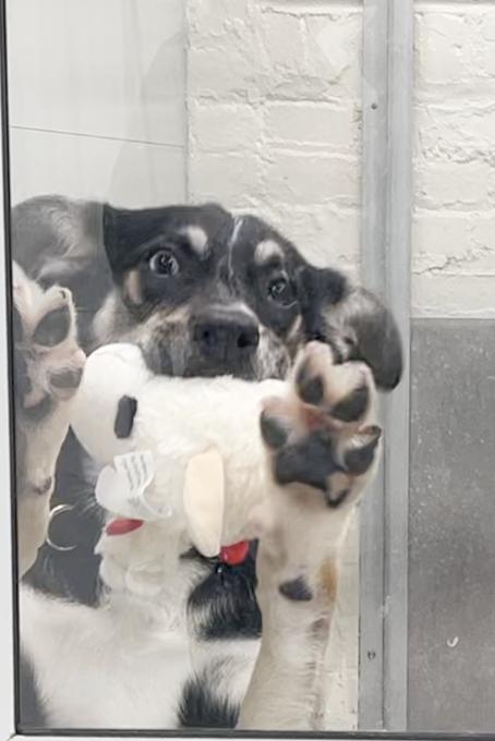 Iris, an adoptable mixed breed in New Rochelle, NY image 3/3