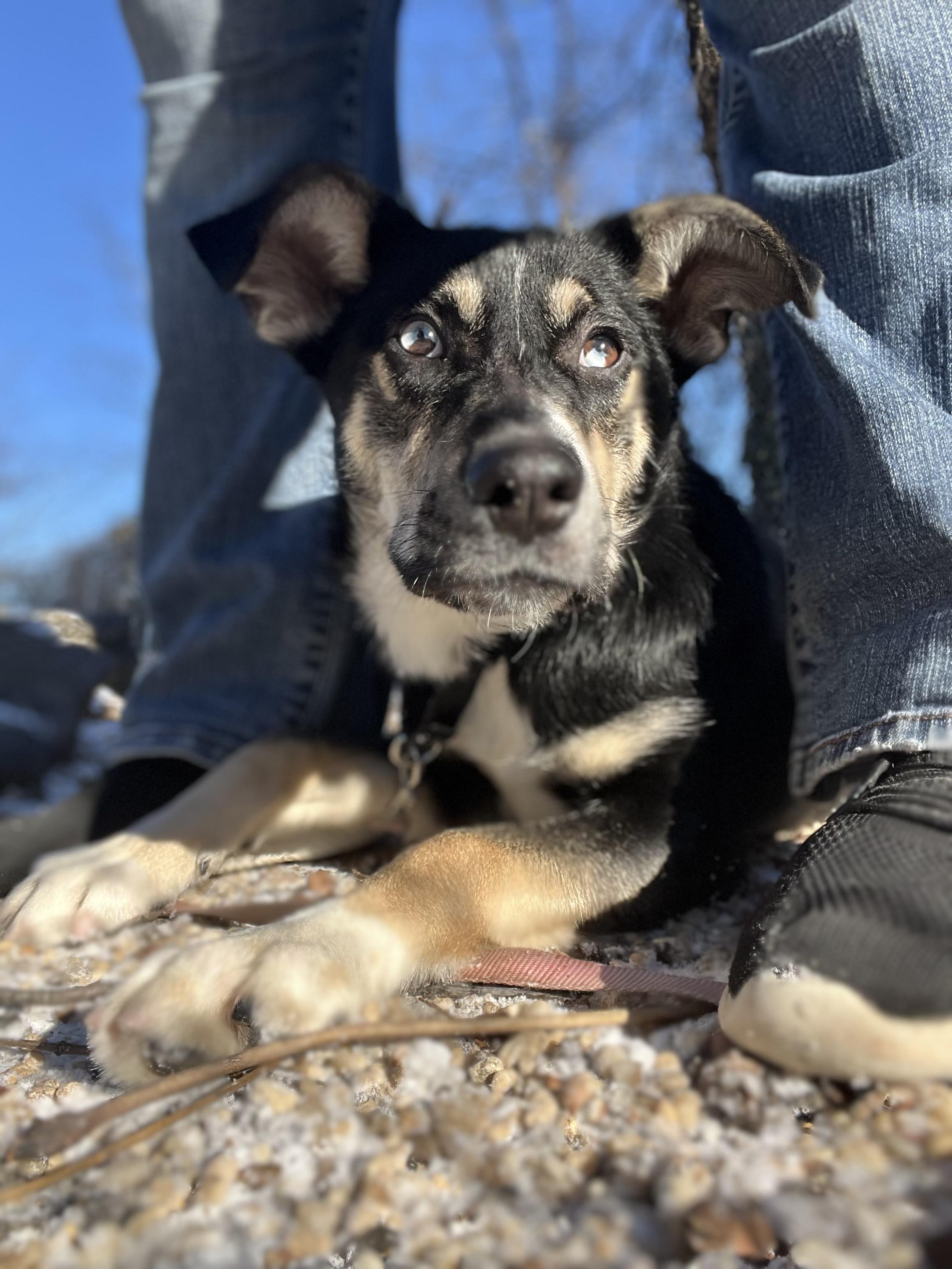 Iris, an adoptable mixed breed in New Rochelle, NY image 1/3