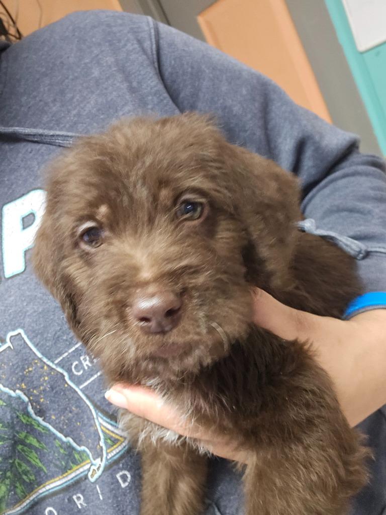 Crousore Pup 4, Adoptable, Puppy Male Poodle & Golden Retriever.