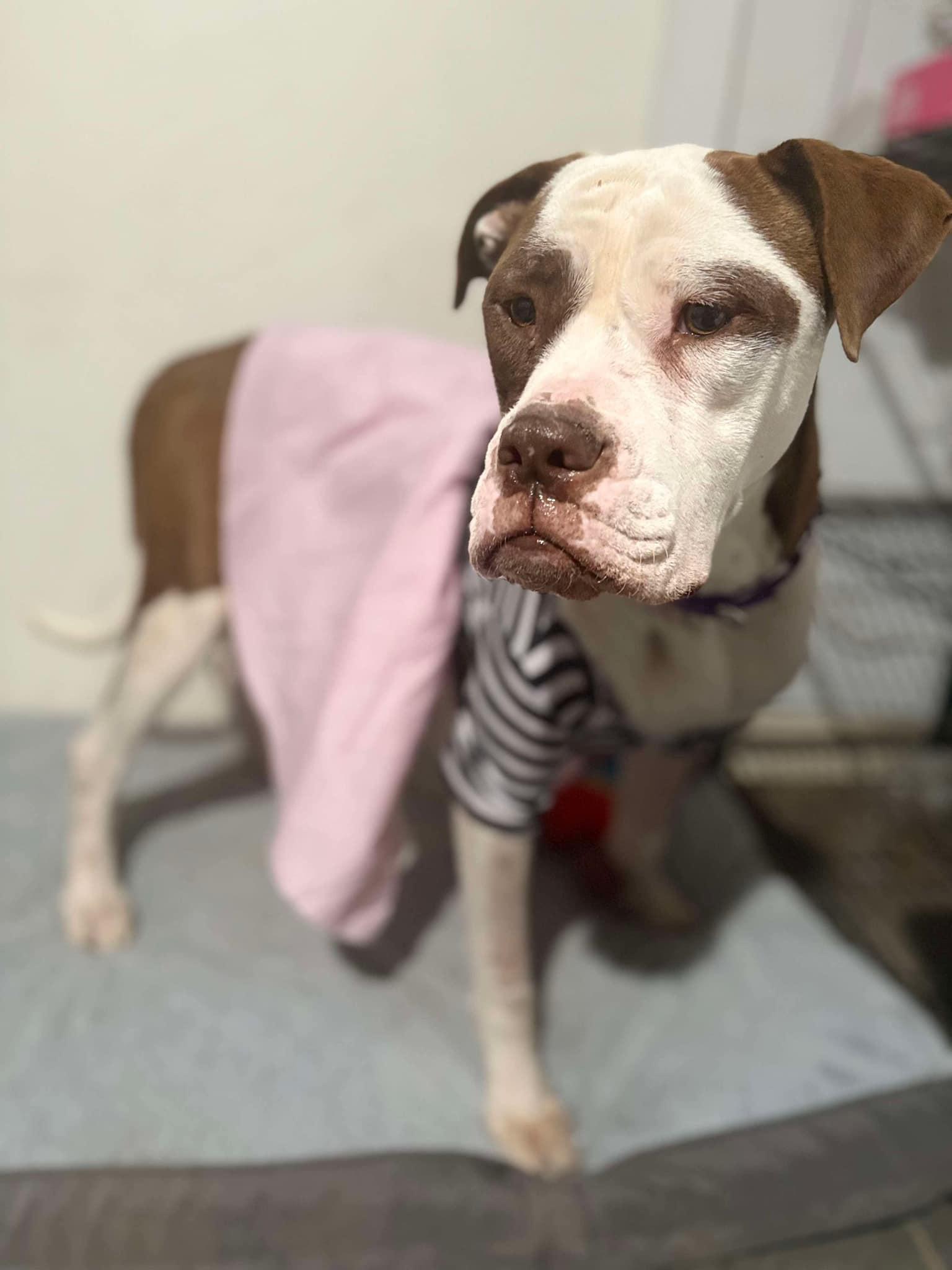 Tea, Adoptable, Adult Female Boxer.