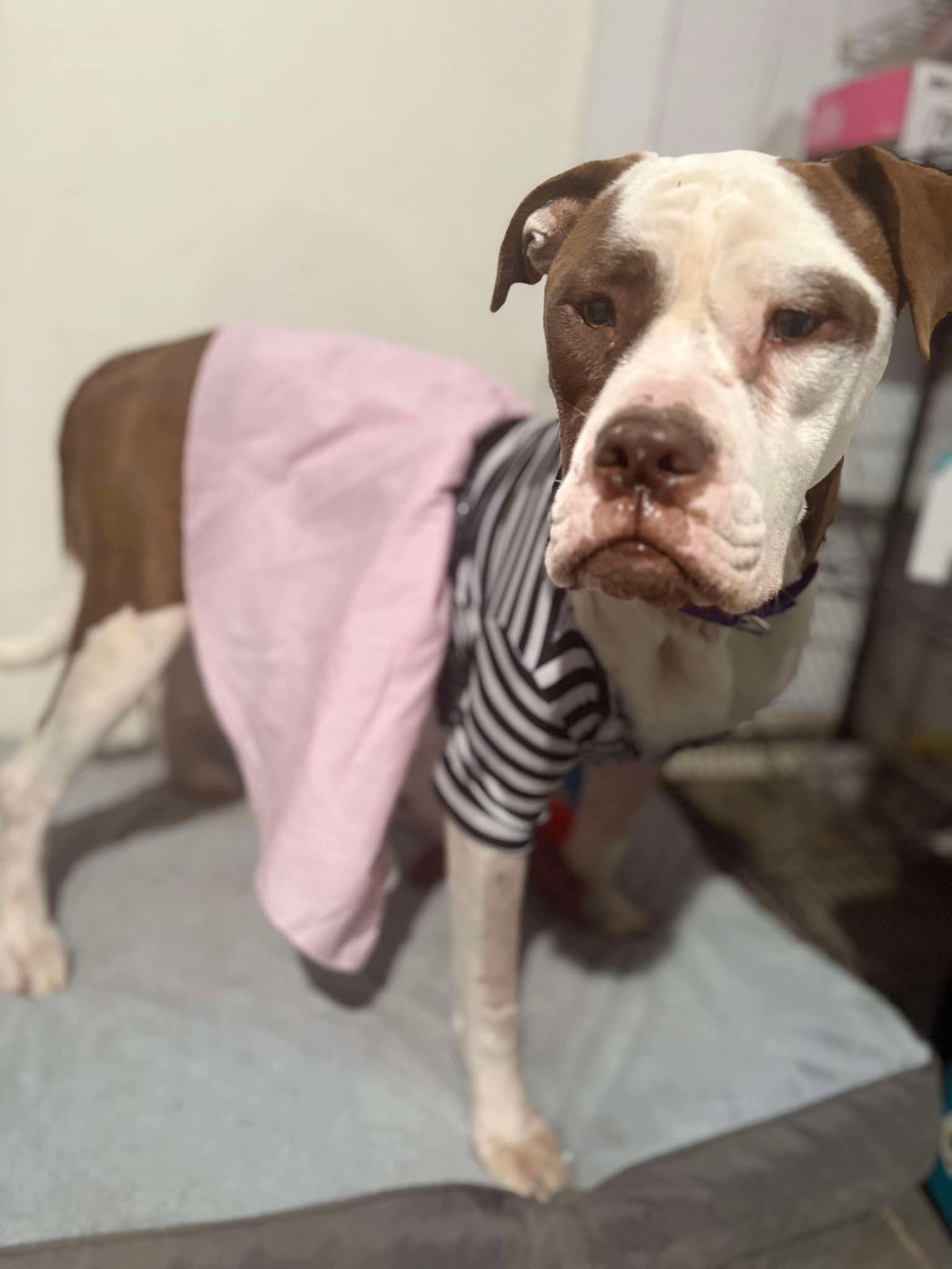 Tea, a Adoptable Boxer in Dallas, TX image 3/3