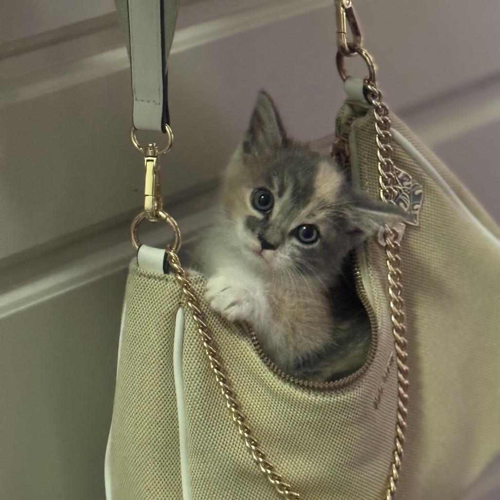 Glinda C007476, Adoptable, Young Female Domestic Medium Hair.