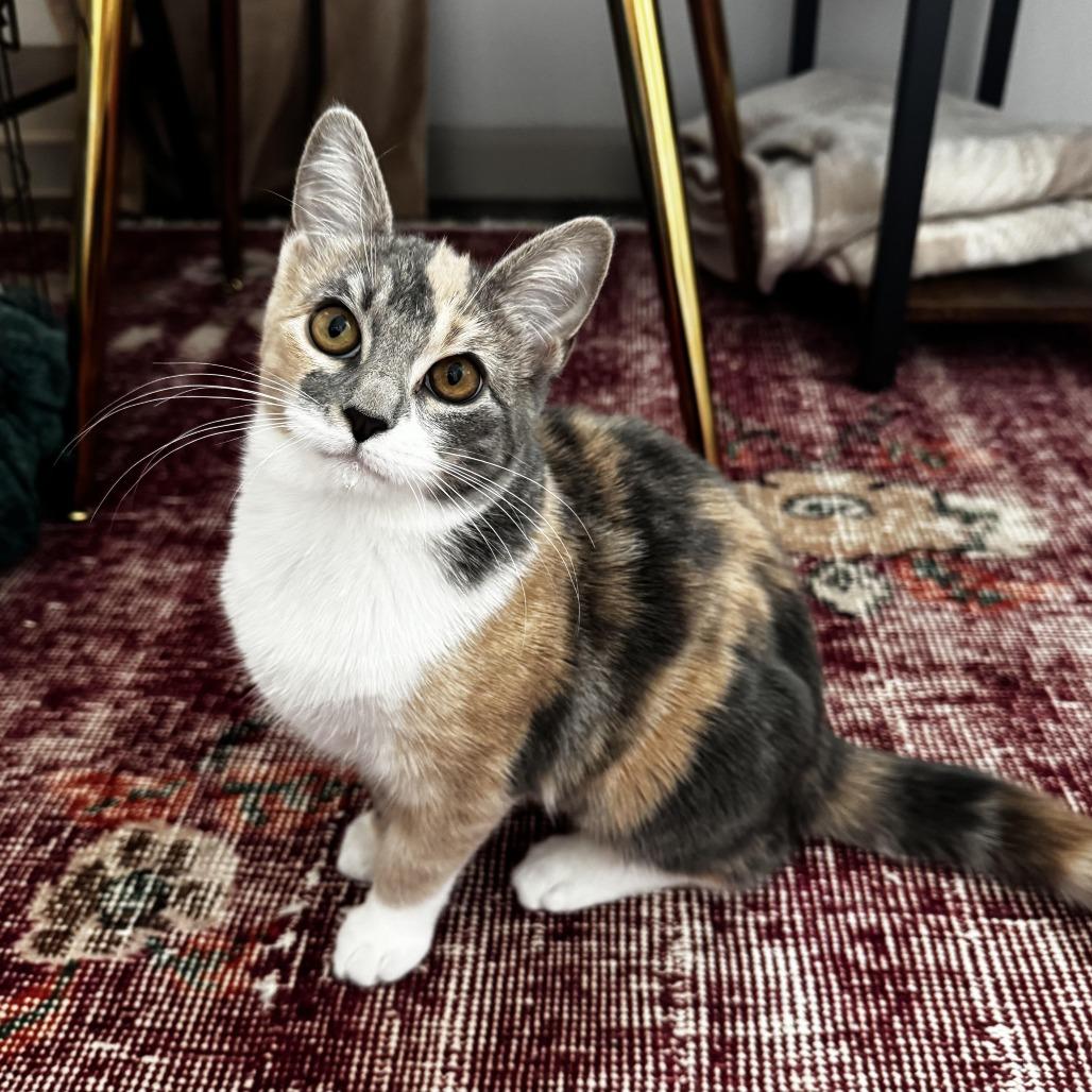 Enlarge Glinda C007476, a Adoptable Domestic Medium Hair in Prosper, TX image 2/4