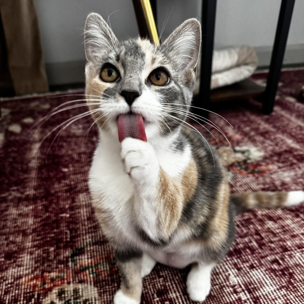 Enlarge Glinda C007476, a Adoptable Domestic Medium Hair in Prosper, TX image 3/4