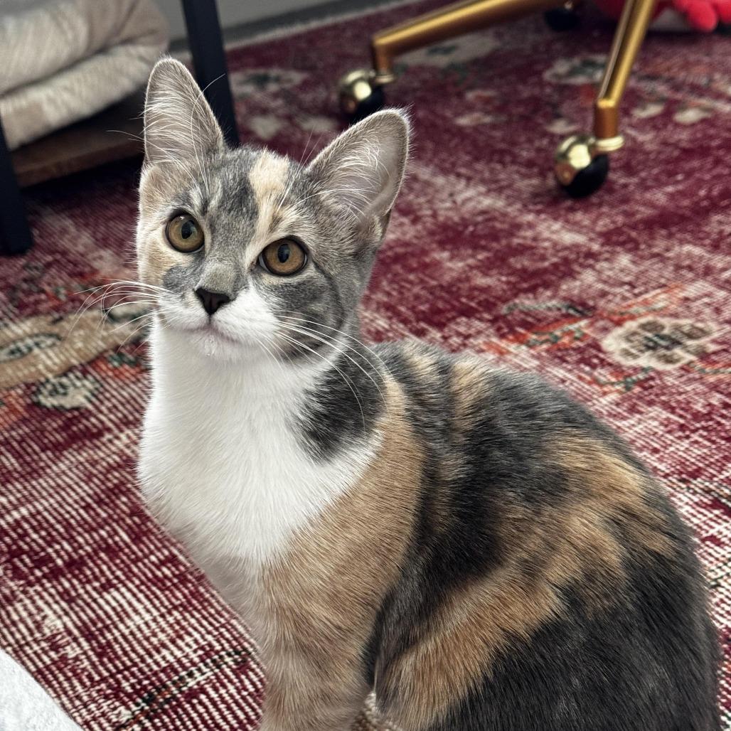 Enlarge Glinda C007476, a Adoptable Domestic Medium Hair in Prosper, TX image 4/4