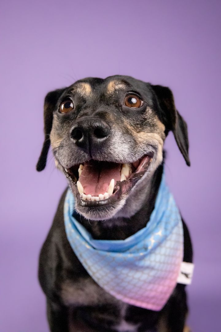 Enlarge Maggie Mae, a Adoptable mixed breed in Cypress, TX image 5/6