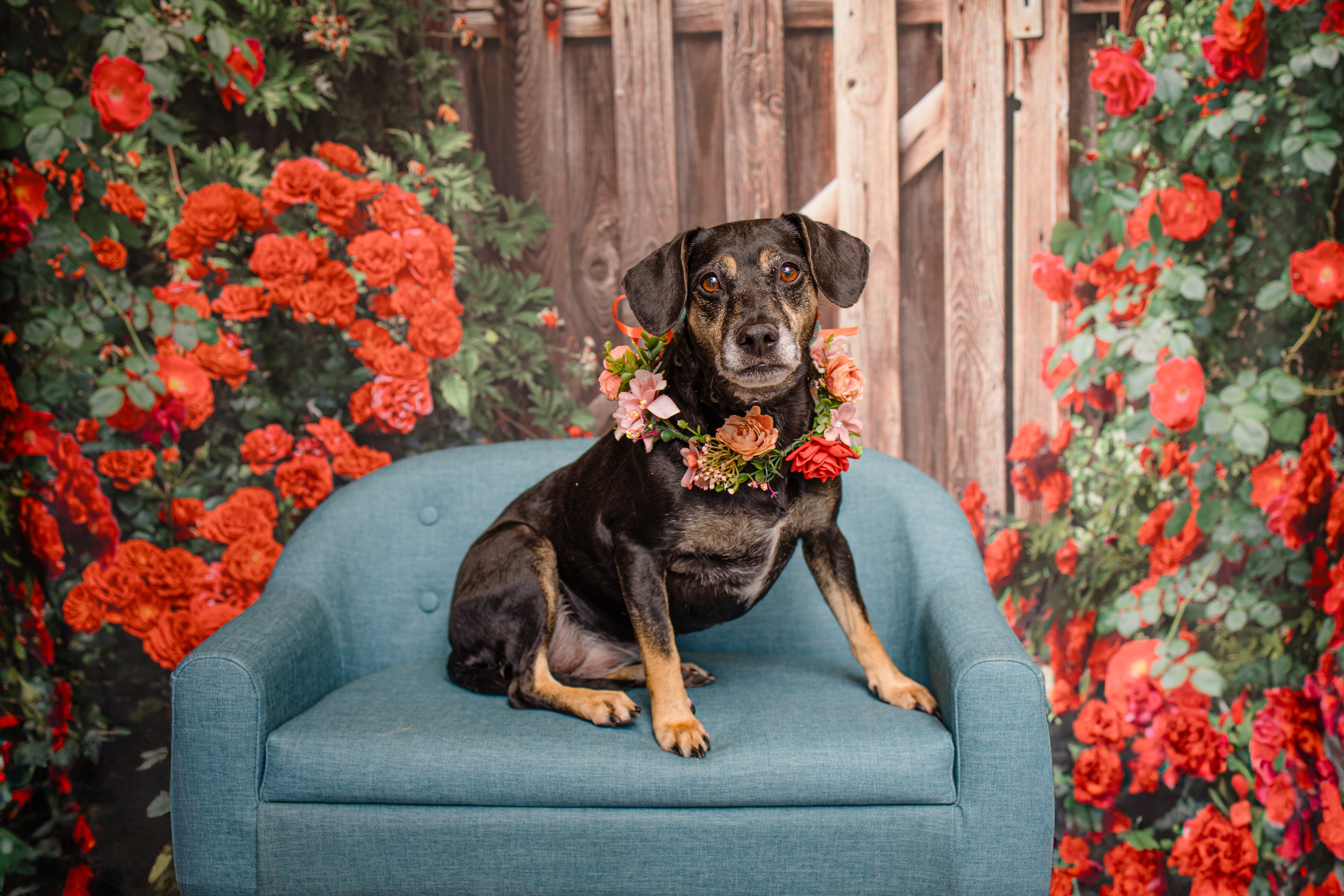 Enlarge Maggie Mae, a Adoptable mixed breed in Cypress, TX image 4/6
