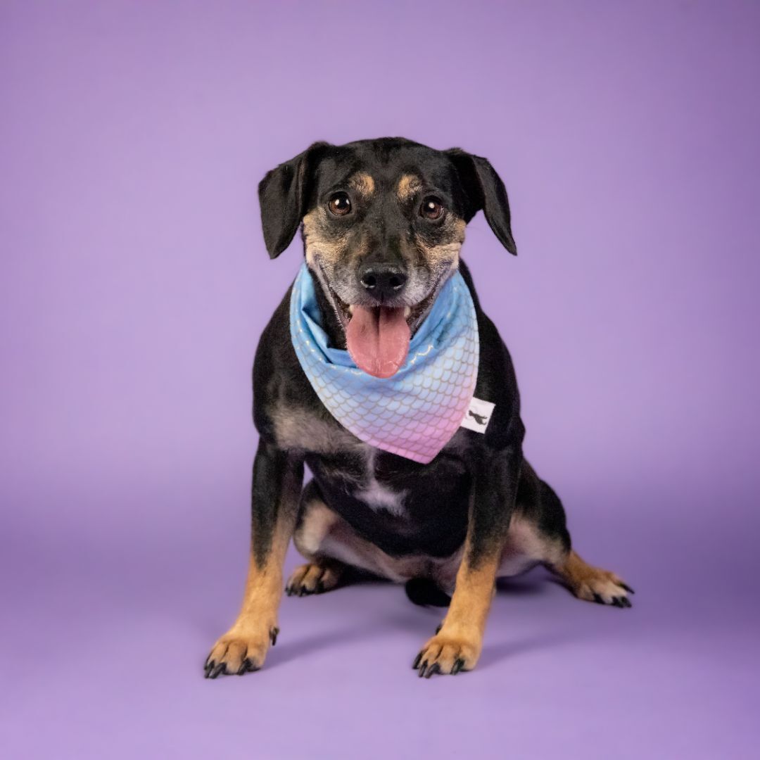 Enlarge Maggie Mae, a Adoptable mixed breed in Cypress, TX image 2/6