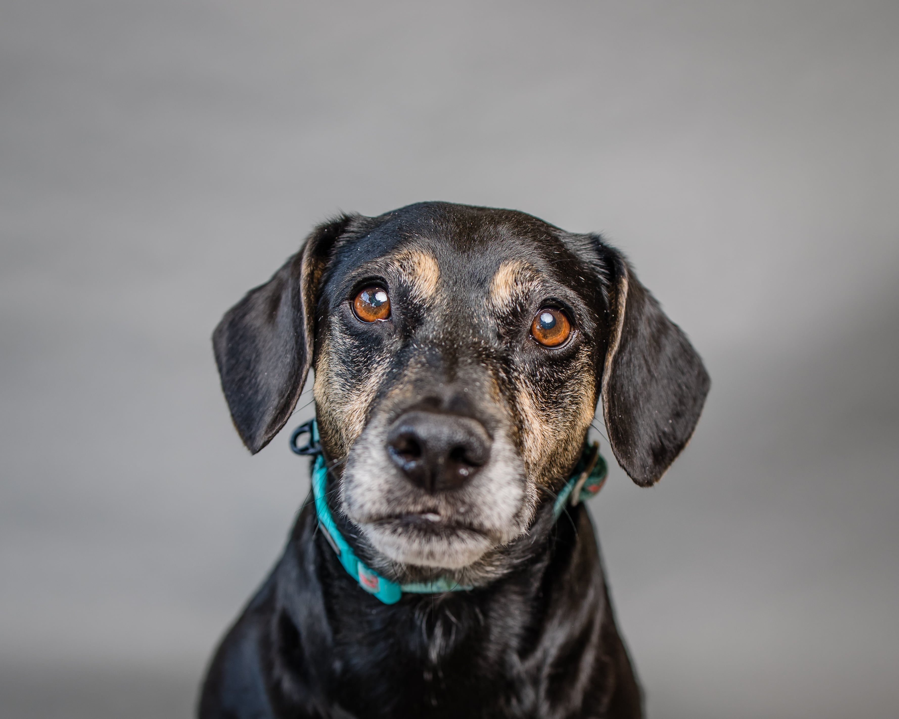 Enlarge Maggie Mae, a Adoptable mixed breed in Cypress, TX image 1/6