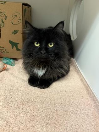 Truffle, adopted, Adult Male Domestic Medium Hair & Domestic Short Hair.