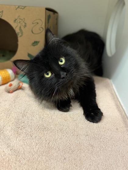 Truffle, an adopted mixed breed in Harbor Springs, MI image 2/2