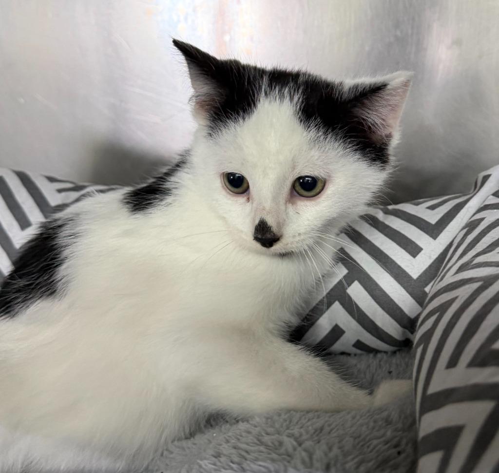 Pepper, Adoptable, Kitten Male Domestic Short Hair.