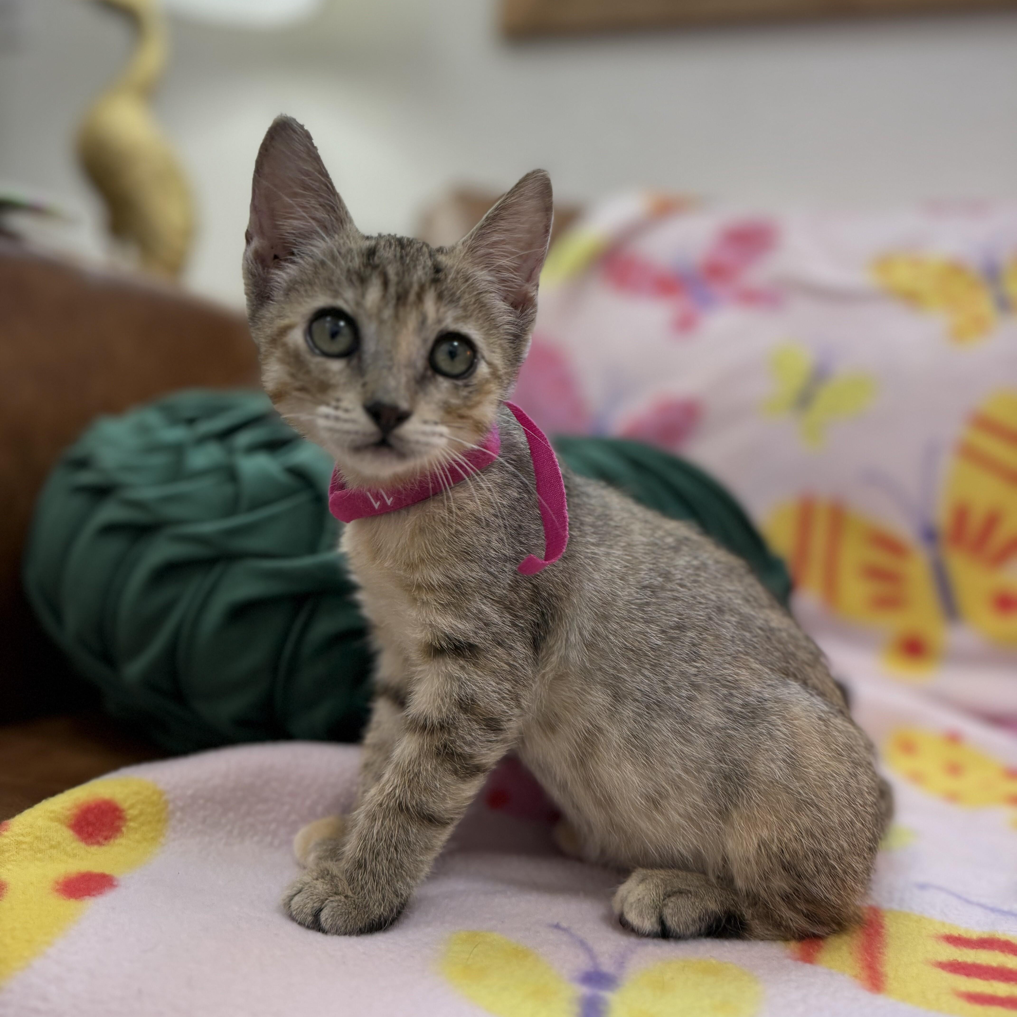 Lolli Pop Candy thumbnail 3