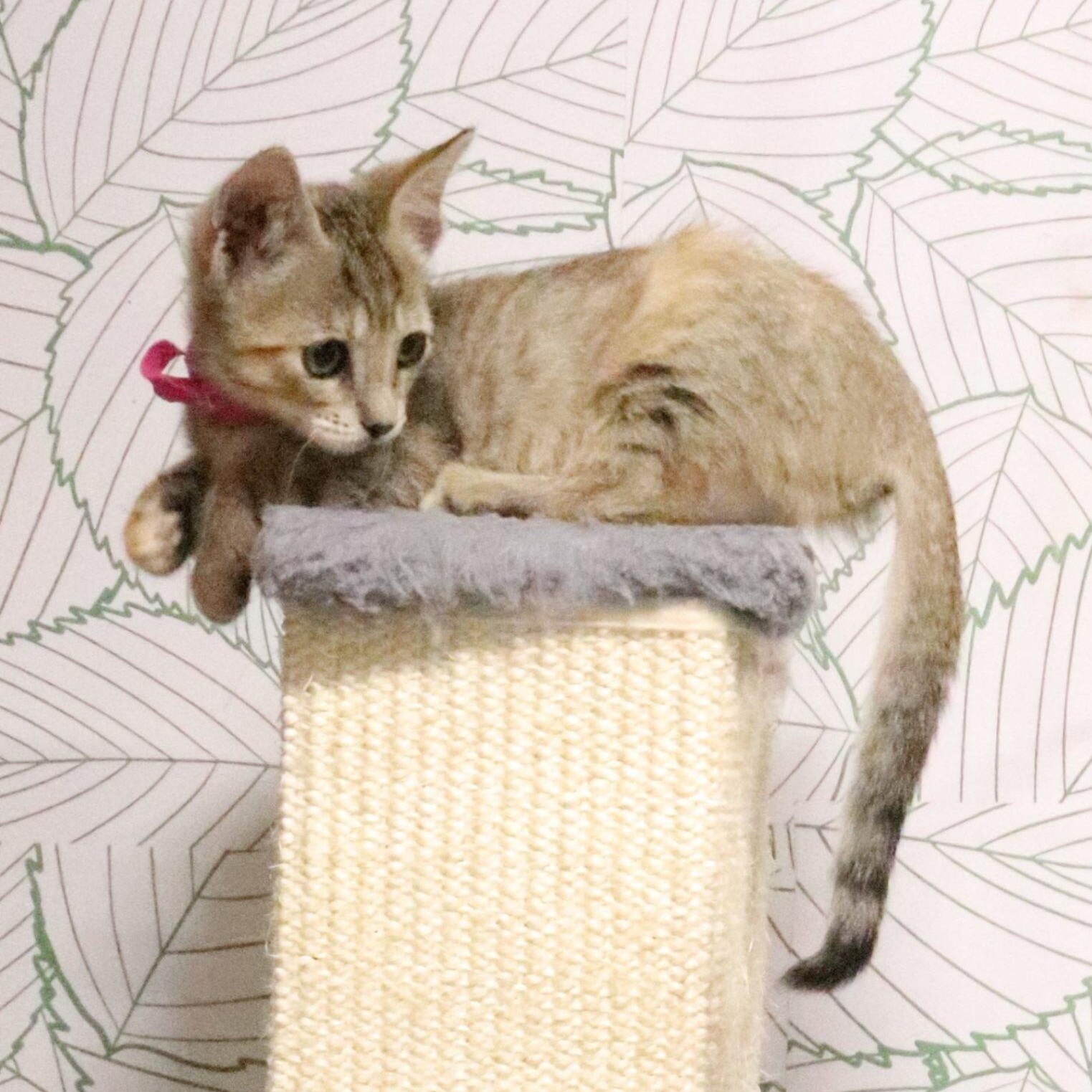 Lolli Pop Candy thumbnail 4