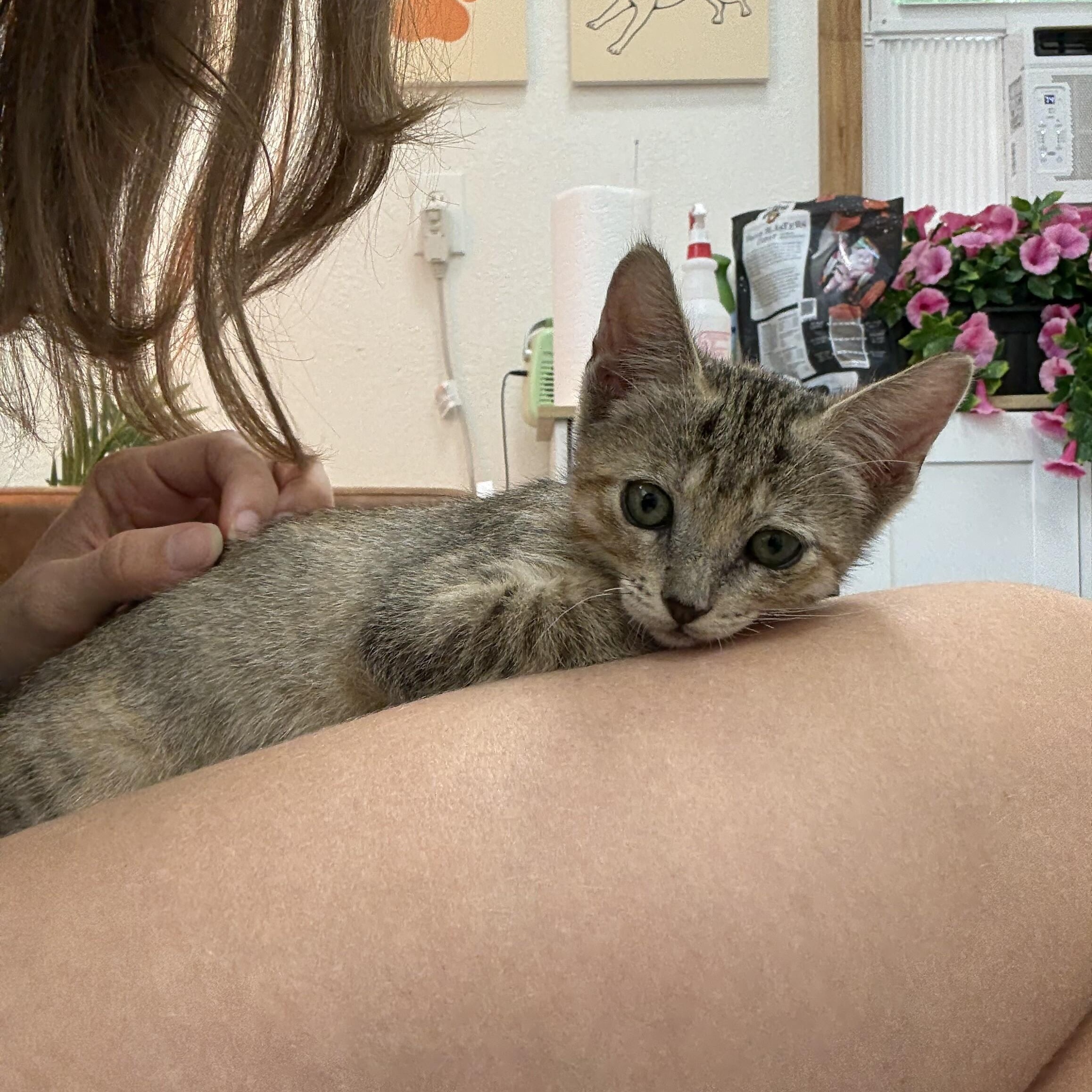 Lolli Pop Candy thumbnail 5