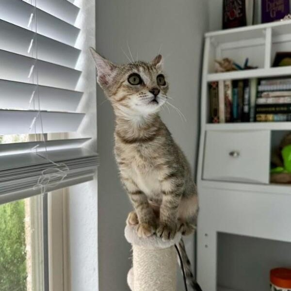 Lolli Pop Candy thumbnail 6