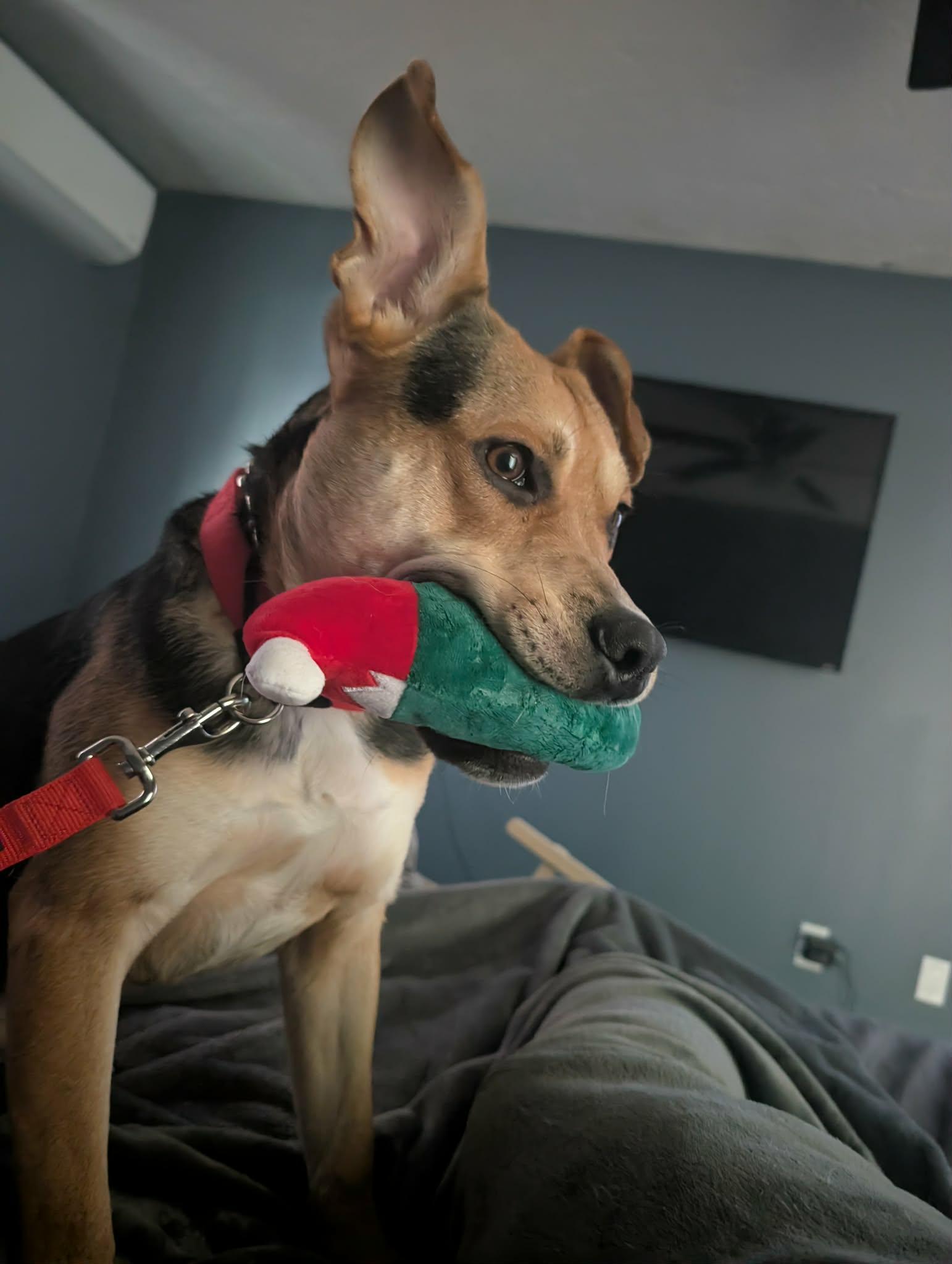 Enlarge Riggs (fka Rambo)- Come Meet!!, an adoptable mixed breed in Medfield, MA image 2/5