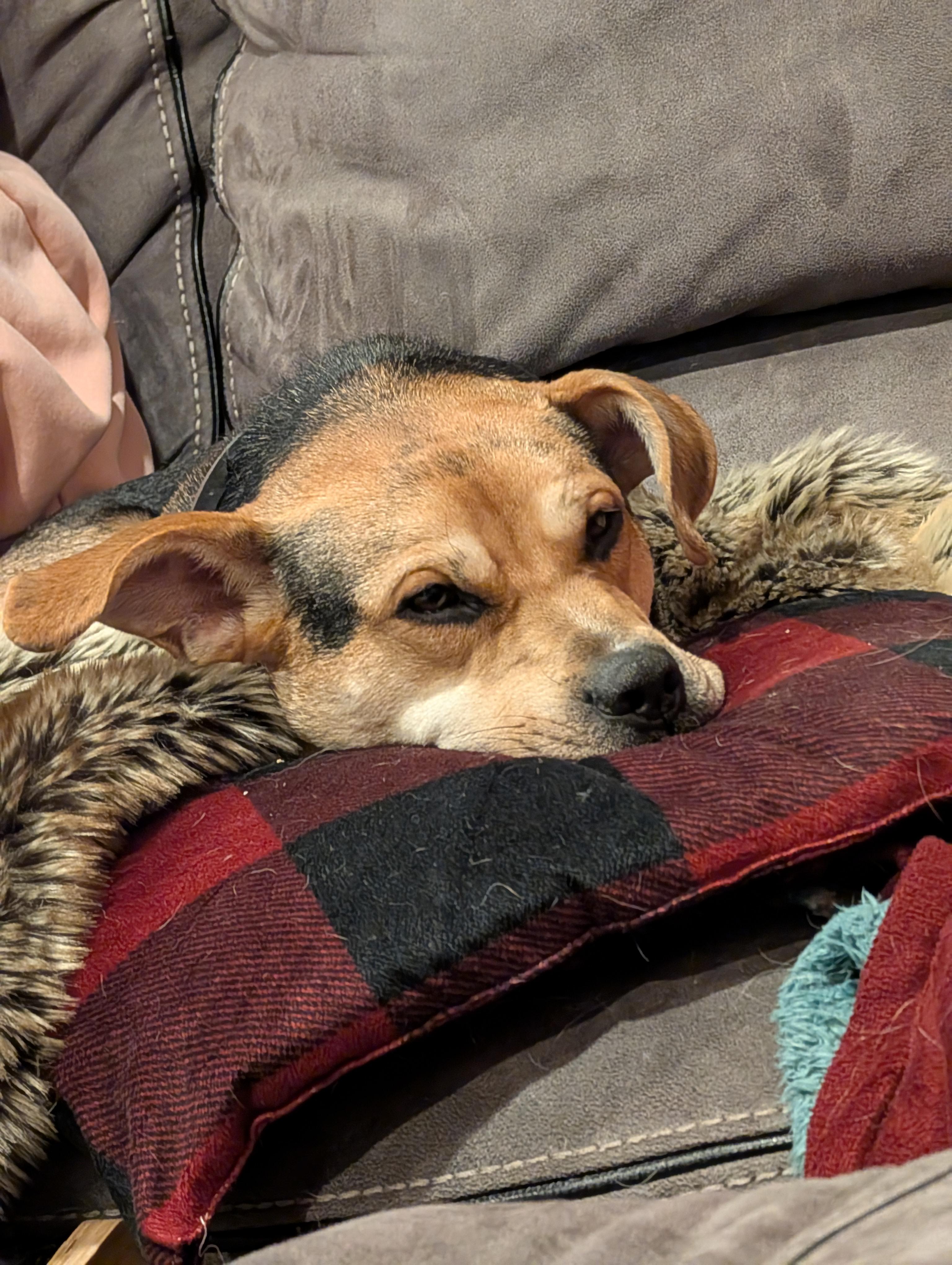 Enlarge Riggs (fka Rambo)- Come Meet!!, an adoptable mixed breed in Medfield, MA image 4/5