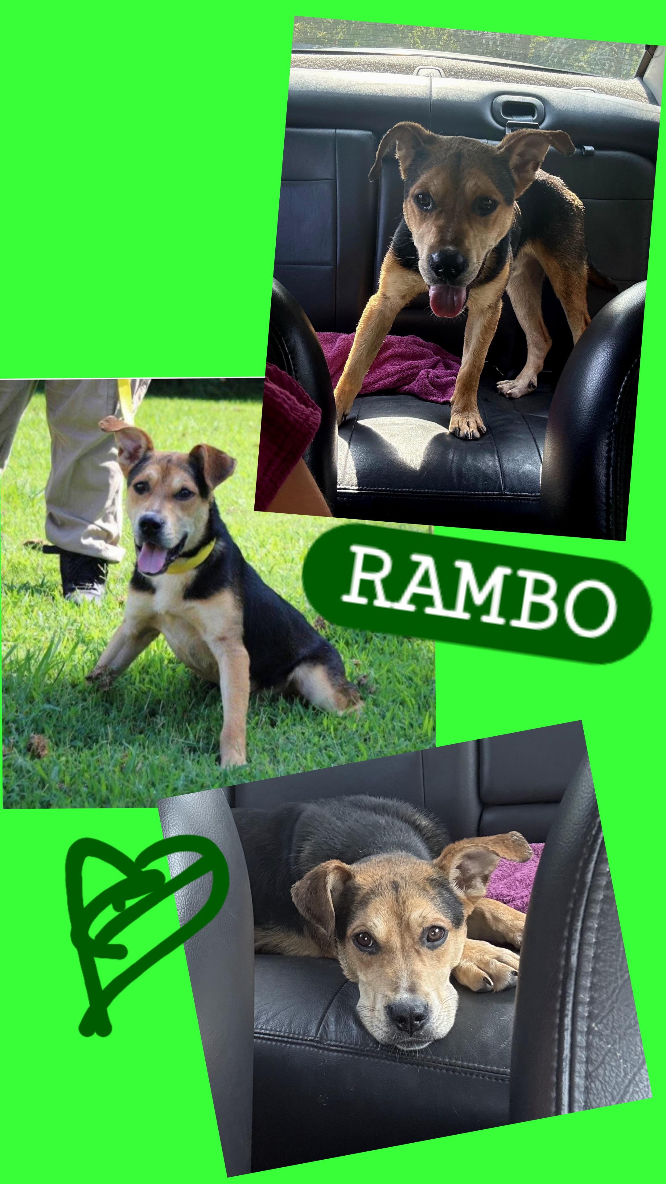 Rambo, Adopted, Adult Male Beagle.