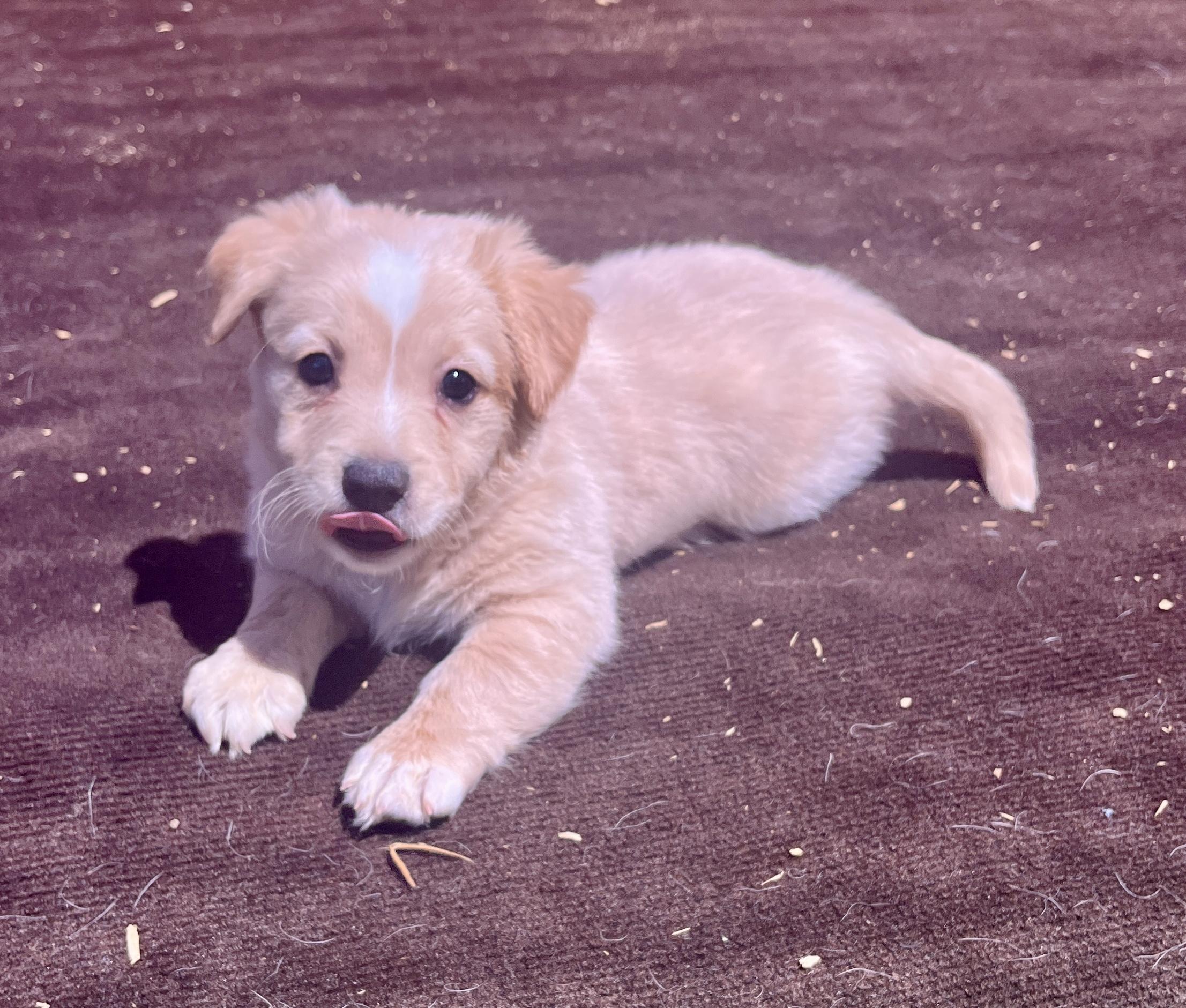 Enlarge Ian, a Adopted mixed breed in El Cajon, CA image 2/2