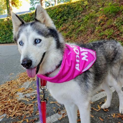 Juna - Wren, Adopted, Senior Female Siberian Husky.