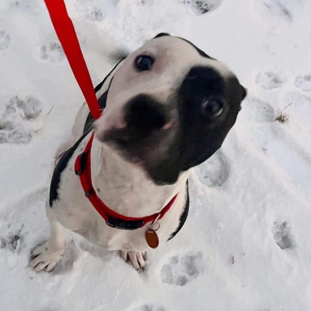 Cosmo, Adoptable, Adult Male Mixed Breed & Pit Bull Terrier.