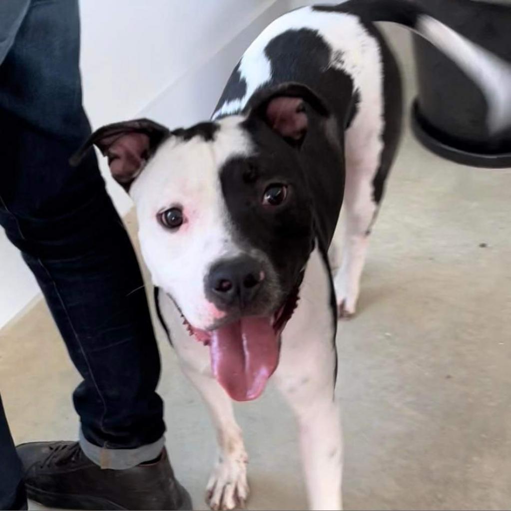Cosmo, a Adoptable mixed breed in Nampa, ID image 2/2