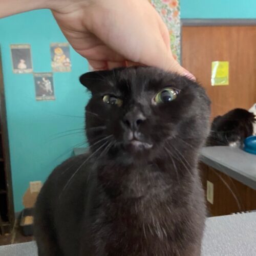 Auberon, Adoptable, Adult Female Domestic Short Hair.