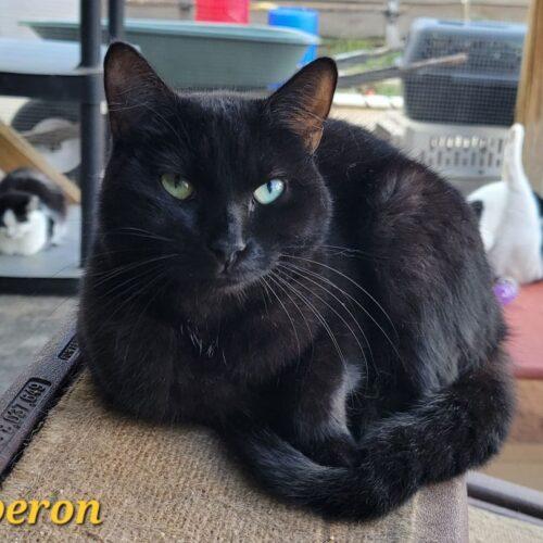 Enlarge Auberon, a Adoptable Domestic Short Hair in Tipp City, OH image 1/5
