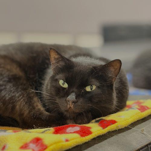 Enlarge Auberon, a Adoptable Domestic Short Hair in Tipp City, OH image 2/6