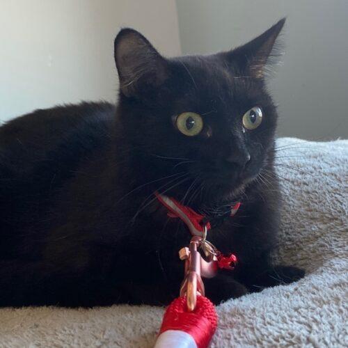 Enlarge Auberon, a Adoptable Domestic Short Hair in Tipp City, OH image 2/5