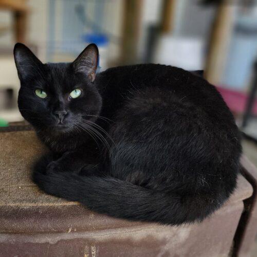 Enlarge Auberon, a Adoptable Domestic Short Hair in Tipp City, OH image 3/5