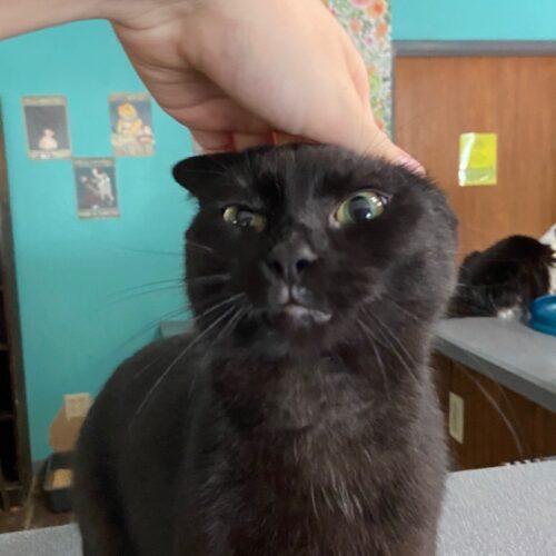 Enlarge Auberon, a Adoptable Domestic Short Hair in Tipp City, OH image 4/5