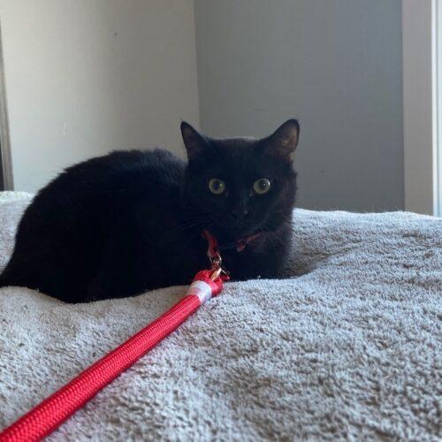 Enlarge Auberon, a Adoptable Domestic Short Hair in Tipp City, OH image 5/5