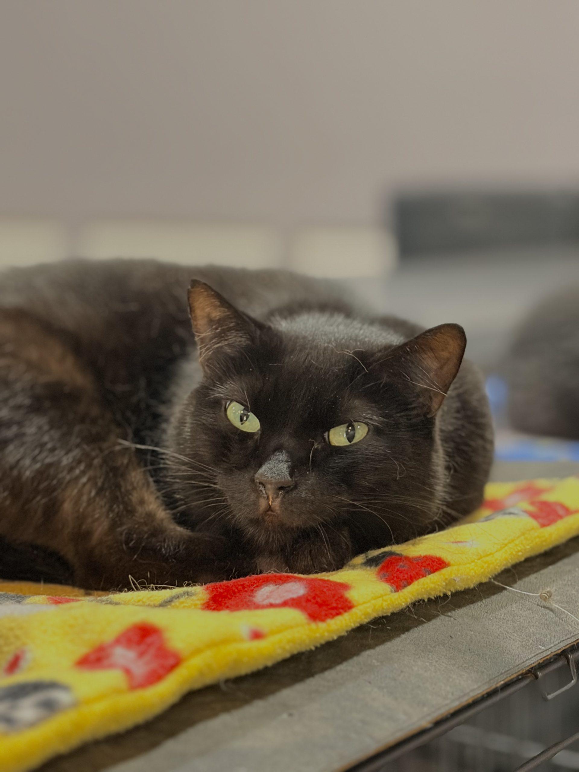 Auberon, a Adoptable Domestic Short Hair in Tipp City, OH image 6/6