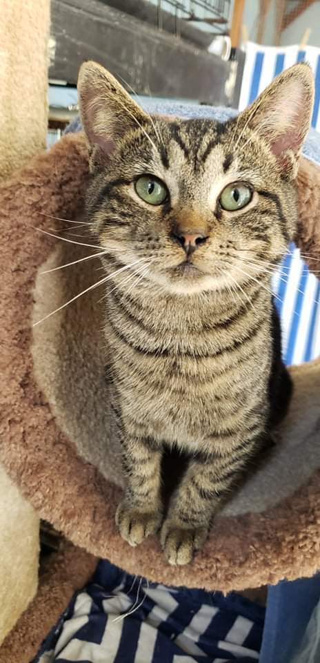 Danny, a Adoptable Tabby in Myrtle Beach, SC image 1/9