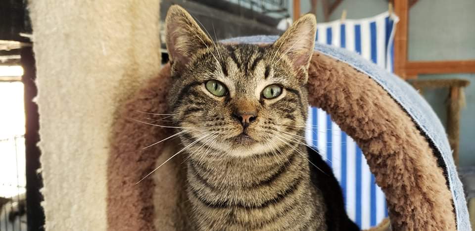 Danny, a Adoptable Tabby in Myrtle Beach, SC image 2/9