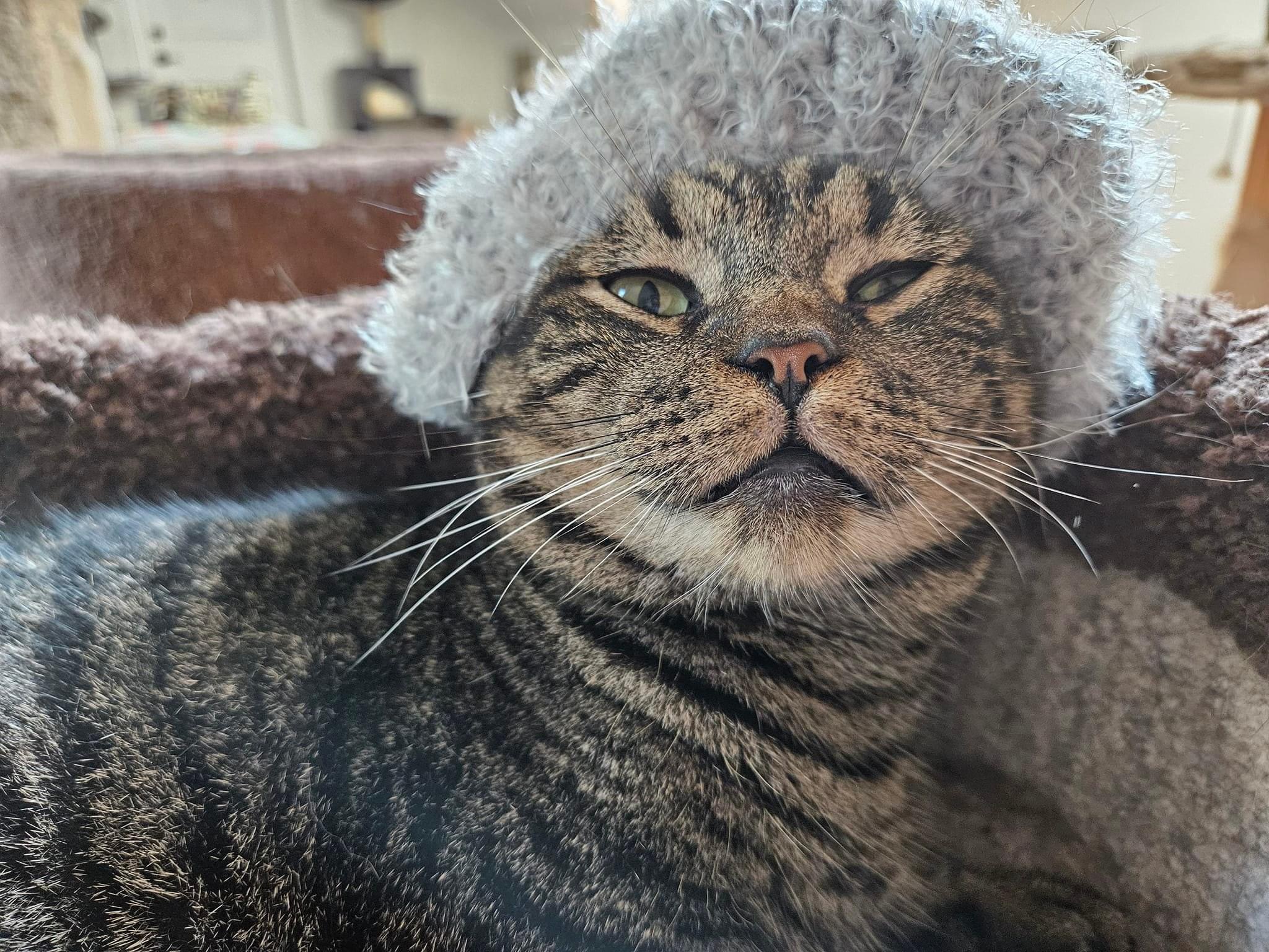 Danny, a Adoptable Tabby in Myrtle Beach, SC image 3/9