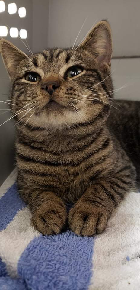 Danny, Adoptable, Adult Male Tabby.