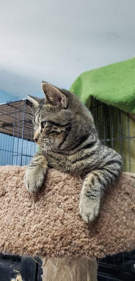 Danny, a Adoptable Tabby in Myrtle Beach, SC image 5/9