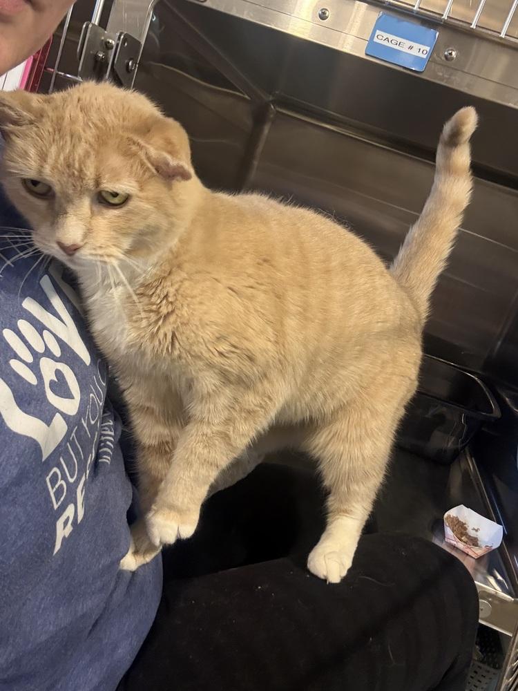 Cougar, Adoptable, Senior Female Domestic Short Hair.