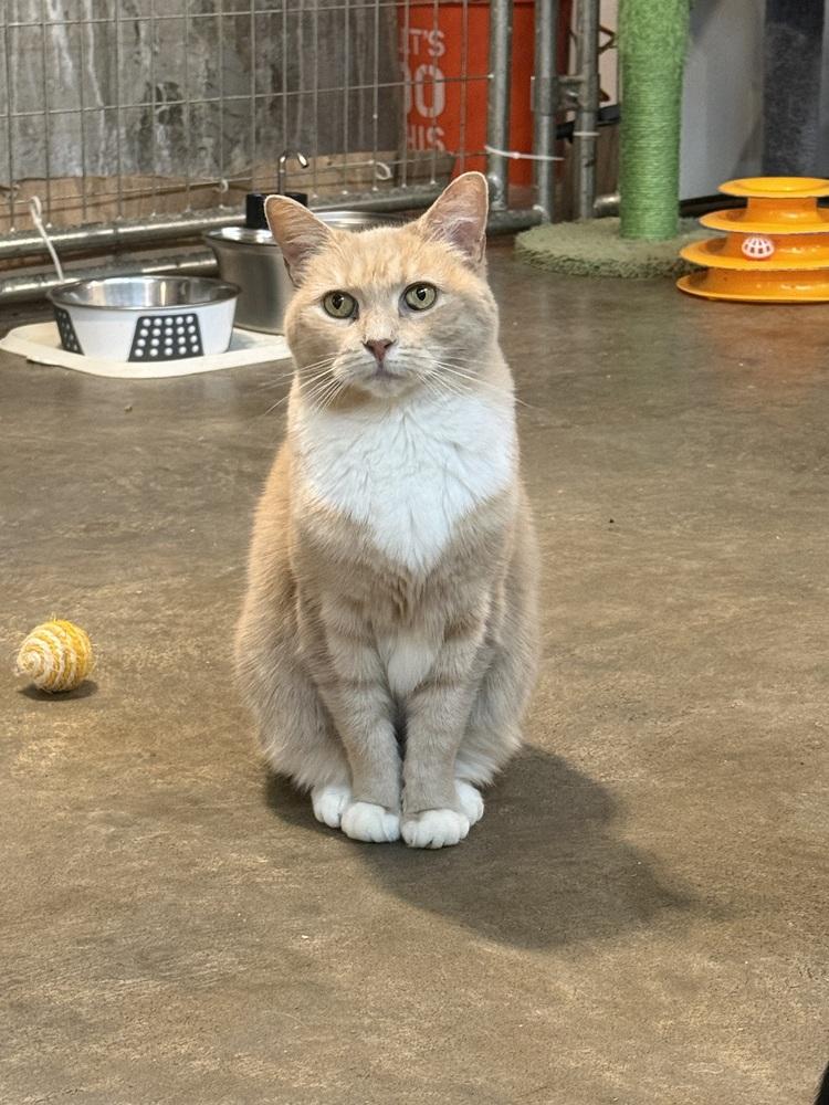 Enlarge Cougar, a Adoptable Domestic Short Hair in Bolton, CT image 2/6