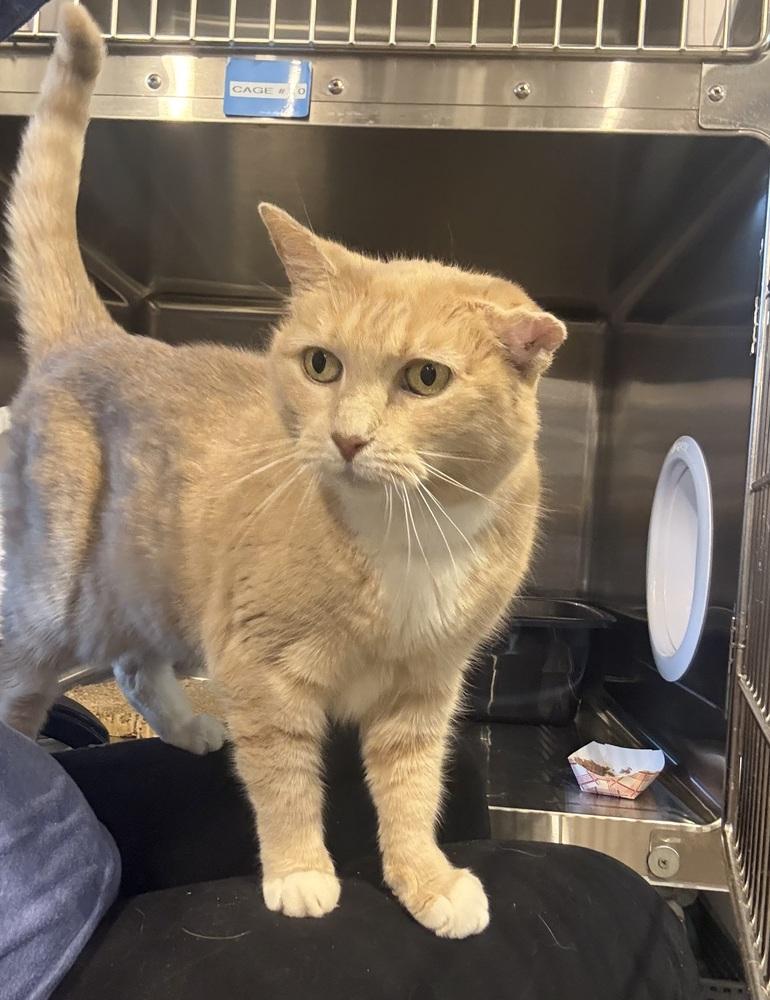 Enlarge Cougar, a Adoptable Domestic Short Hair in Bolton, CT image 4/6