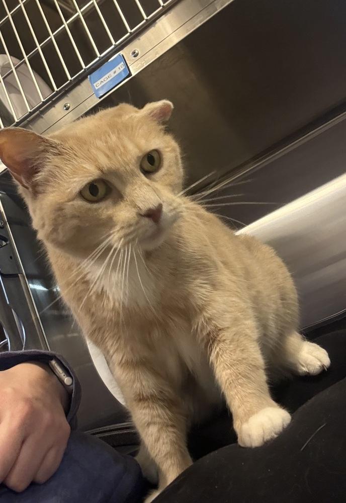 Enlarge Cougar, a Adoptable Domestic Short Hair in Bolton, CT image 6/6