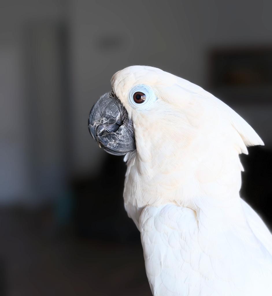 Enlarge Cynthia, a Adoptable Cockatoo in Ballwin, MO image 1/6