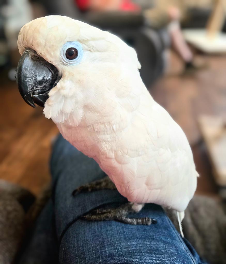 Enlarge Cynthia, a Adoptable Cockatoo in Ballwin, MO image 3/6