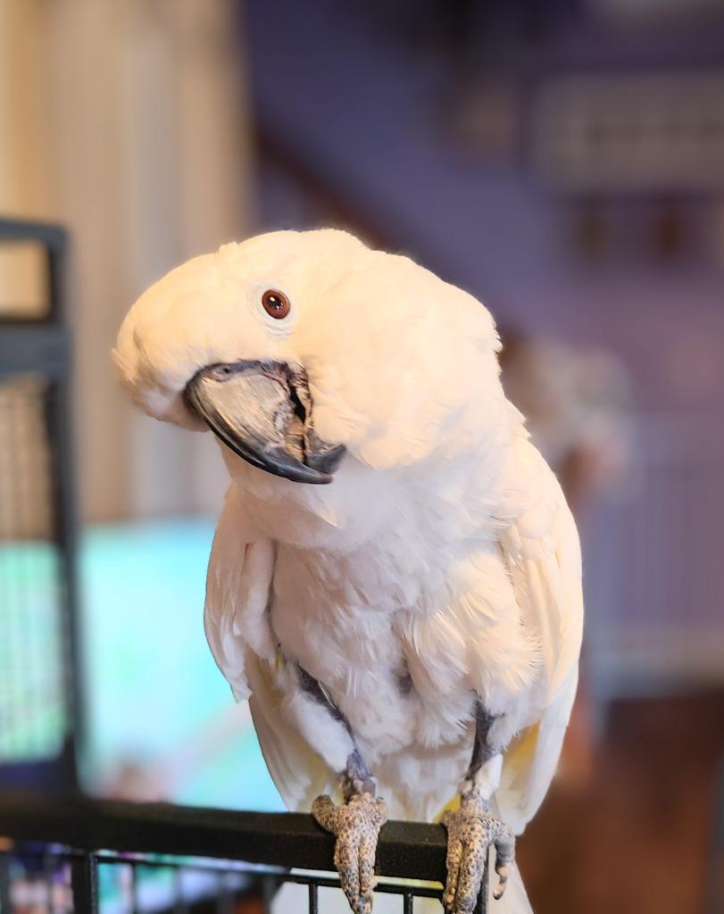 Enlarge Cynthia, a Adoptable Cockatoo in Ballwin, MO image 4/6